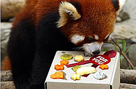 Picture 3: Red panda Cong Cong 