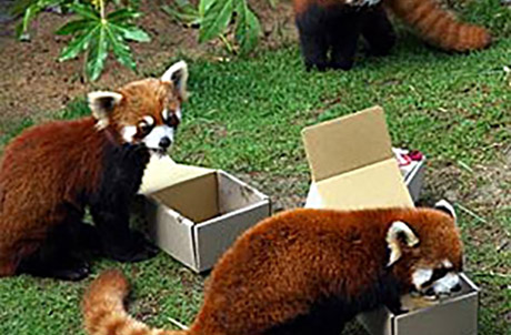Picture 4: (Top to bottom: Red pandas Rou Rou, Tai Shan and Li Zi ) 