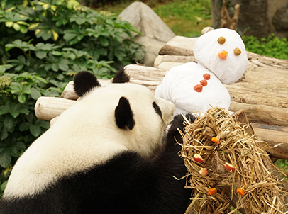 Using towels, fruit and high-fibre biscuits, animal keepers at the Amazing Asian Animals exhibit built a snowman puppet for giant panda Ying Ying, who curiously sniffs it.