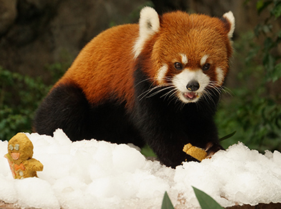 Red panda Cong Cong, who also resides at the same attraction, immerses in the festive atmosphere and wets his appetite as he begins to nibble away at the gingerbread men, specially baked from a concoction of high-fibre biscuits and vegetables by his animal keepers.