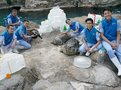 At the Pacific Pier, sea lions and spotted seals join-in a holiday party hosted by their animal keepers, with igloos, Christmas trees, and gigantic presents!