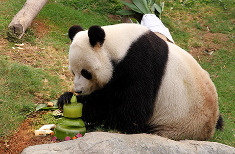 Photos 5 & 6: Ying Ying and Le Le enjoying their festive treats