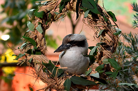 A laughing kookaburra residing at the Adventures in Australia exhibit settles on a specially-made Christmas wreath to get into the holiday spirit for the first Christmas at Ocean Park.