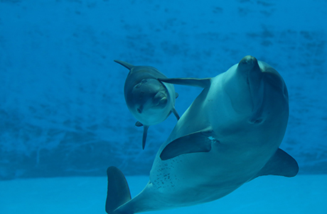 Indo-Pacific bottlenose dolphin Rita gave birth to a male calf named Rati in September this year. They are both doing well and often stay close to each other. (Image 2)