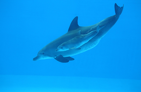 Indo-Pacific bottlenose dolphin Rita gave birth to a male calf named Rati in September this year. They are both doing well and often stay close to each other. (Image 1)
