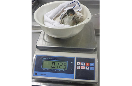 Animal caretakers measure the body weights of penguin chicks regularly to monitor their health condition.
