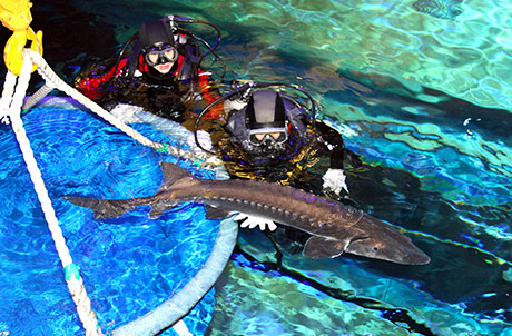 Photo 1: The Chinese Sturgeons have safely arrived at Ocean Park and will undergo a one-month quarantine period before being unveiled at the new Chinese Sturgeon Aquarium – Yangtze Exploration which is expected to open in early June