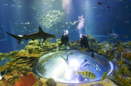 Grand Aquarium Scuba Diving (Enroll Now!)