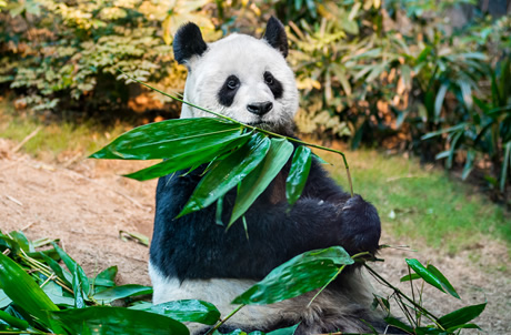 Learn about Breeding of Giant Panda 