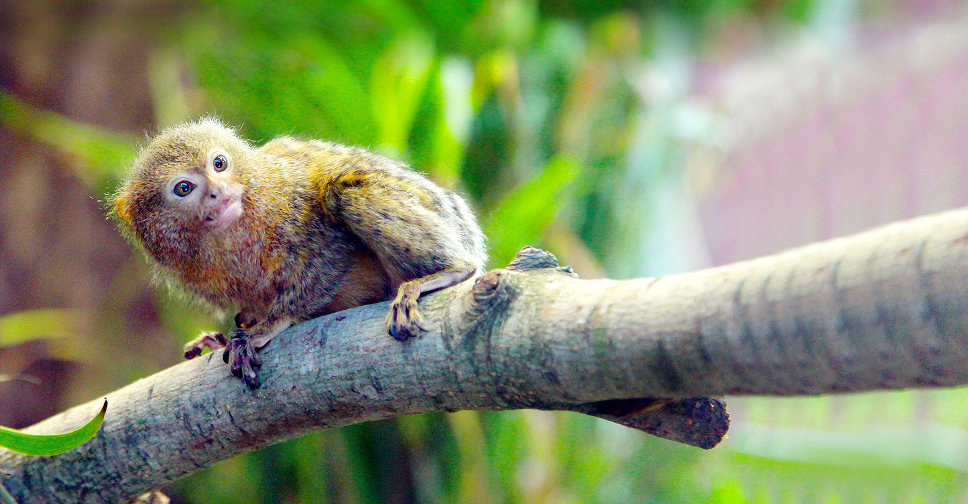 INTERNATIONAL EXTRAVAGANZAS